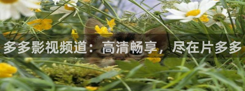 长乐曲金牌影院在线观看：多多影视频道：高清畅享，尽在片多多